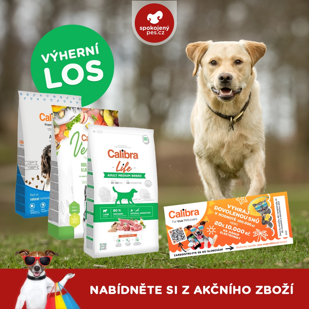 dog calibra los.webp